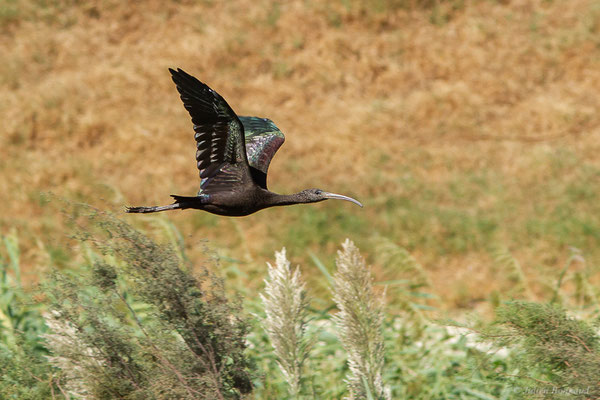 Ibis falcinelle — Plegadis falcinellus (Linnaeus, 1766), 1809 (Tétouan (Tanger-Tétouan-Al Hoceïma), Maroc, le 27/09/2023)