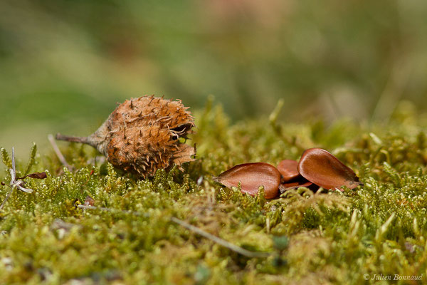 Hêtre — Fagus sylvatica L., 1753, (cupule et faînes) (Etsaut (64), France, le 27/03/2021)