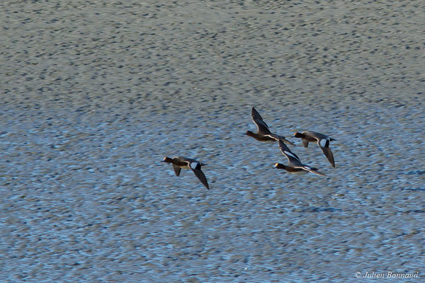 Canard siffleur — Anas penelope (Linnaeus, 1758), (Baie de Saint-Brieuc, Hillion (22), France, le 24/11/2017)