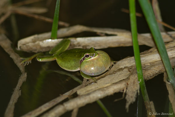 Rainette méridionale – Hyla meridionalis Böttger, 1874, (Pihourc, Lieoux (31), France, le 10/04/2019)