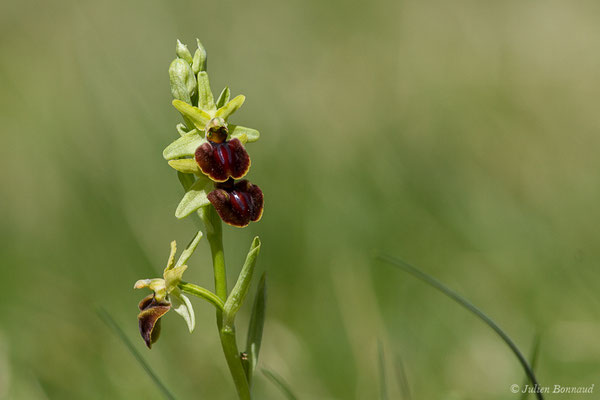 Ophrys araignée ou Oiseau-coquet — Ophrys aranifera Huds., 1778