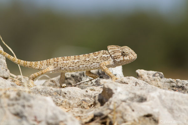 Caméléon commun — Chamaeleo chamaeleon (Linnaeus, 1758), (Ria Formosa (Faro), (Algarve), Portugal, le 01/09/2018)