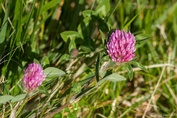 Trèfle des prés, Trèfle violet — Trifolium pratense L., 1753