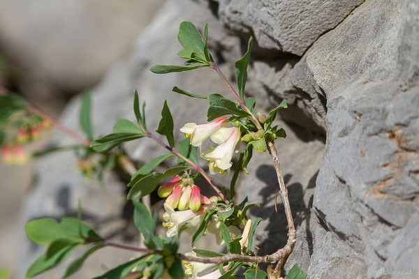 Chèvrefeuille des Pyrénées — Lonicera pyrenaica L., 1753, (Station de ski de La Pierre Saint-Martin, Arette (64), France, le 06/07/2023)