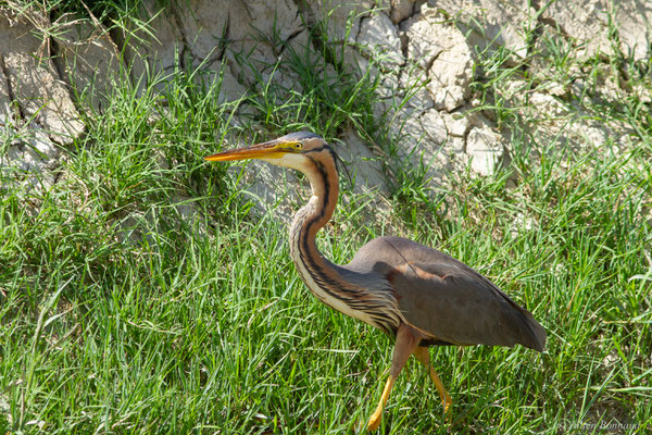 Héron pourpré — Ardea purpurea Linnaeus, 1766, (Parc Naturel du Delta de l'Ebre (Catalogne), Espagne, le 05/06/2022)