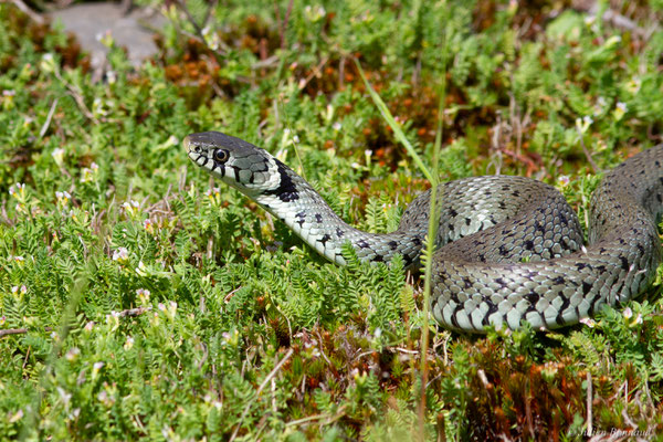 Couleuvre helvétique — Natrix helvetica (Lacepède, 1789), (Pardies (64), France, le 12/05/2025)