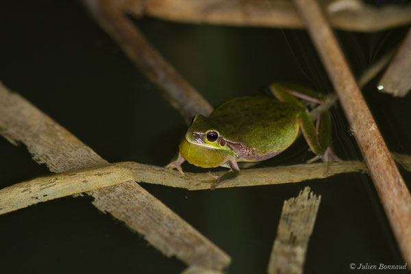 Rainette méridionale – Hyla meridionalis Böttger, 1874, (Pihourc, Lieoux (31), France, le 10/04/2019)