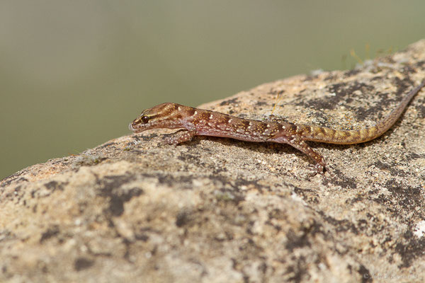 Saurodactyle à bandes — Saurodactylus fasciatus Werner, 1931