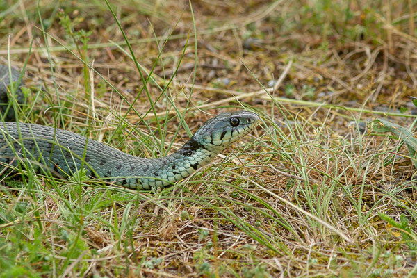 Couleuvre helvétique — Natrix helvetica (Lacepède, 1789), (Borce (64), France, le 18/05/2024)