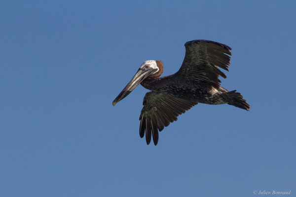 Pélican brun — Pelecanus occidentalis Linnaeus, 1766, (Saint-Anne, Guadeloupe, le 15/05/2016)