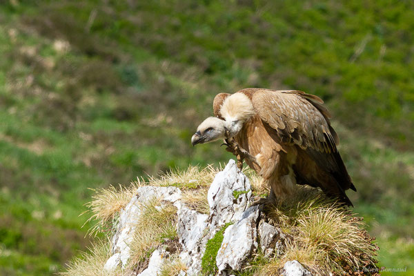 Vautour fauve — Gyps fulvus (Hablizl, 1783), (station de ski de Gourette, Eaux-Bonnes (64), France, le 27/05/2022)