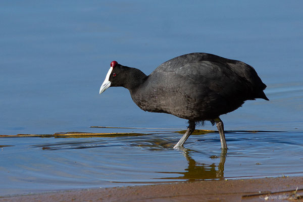 Foulque caronculée — Fulica cristata Gmelin, 1789, (Kenitra (Rabat-Salé-Kénitra), Maroc, le 20/01/2023)