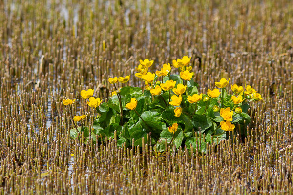 Populage des marais — Caltha palustris L., 1753