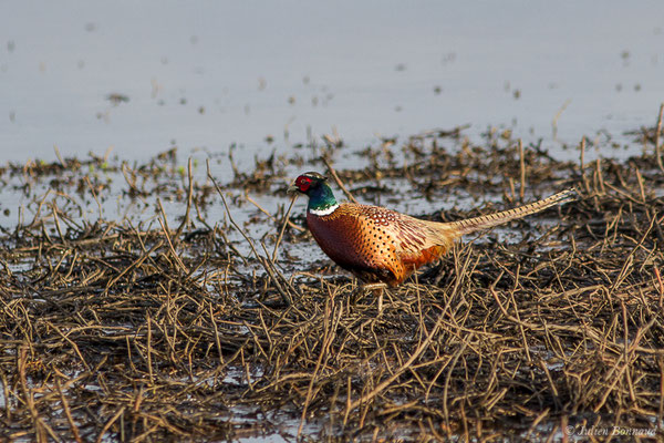 Faisan de Colchide — Phasianus colchicus Linnaeus, 1758, (mâle adulte) (Réserve naturelle Marais d'Orx (40), France, le 26/01/2018)