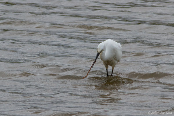 Aigrette garzette — Egretta garzetta (Linnaeus, 1766), (réserve ornithologique Terre d'oiseaux, Braud-et-Saint-Louis (33), France, le 20/06/2018)