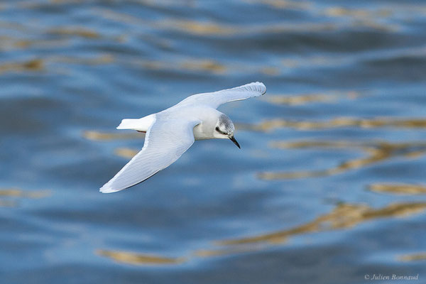 Mouette pygmée — Hydrocoloeus minutus (Pallas, 1776), (Capbreton (40), France, le 02/12/2022)