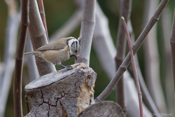 Mésange huppée — Lophophanes cristatus (Linnaeus, 1758), (Toulon (83), France, le 17/02/2025)