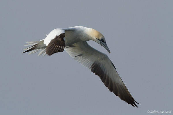 Fou de Bassan – Morus bassanus (Linnaeus, 1758), (Saint-Jean-de-Luz (64), France, le 20/04/2019)