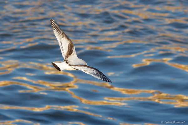 Mouette pygmée — Hydrocoloeus minutus (Pallas, 1776)