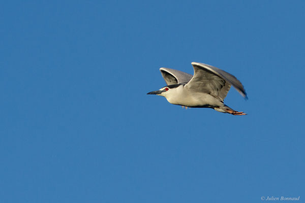 Bihoreau gris — Nycticorax nycticorax (Linnaeus, 1758)