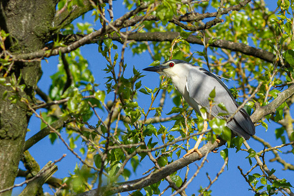 Bihoreau gris — Nycticorax nycticorax (Linnaeus, 1758)