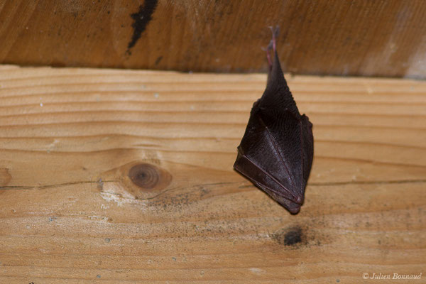 Petit rhinolophe — Rhinolophus hipposideros (Borkhausen, 1797)