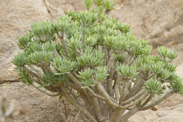 Kleinia neriifolia Haw. (1812), (Betancuria, Fuerteventura, (Iles Canaries, Espagne), le 14/02/2022)