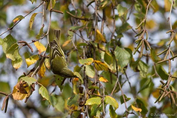 Pouillot à grands sourcils (Phylloscopus inornatus) (Hélioparc, Pau (64), France, le 18/12/2018)