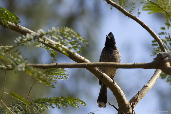 Bulbul à ventre rouge — Pycnonotus cafer (Linnaeus, 1766), (Oasis Park, Fuerteventura, (Iles Canaries, Espagne), le 16/02/2022)