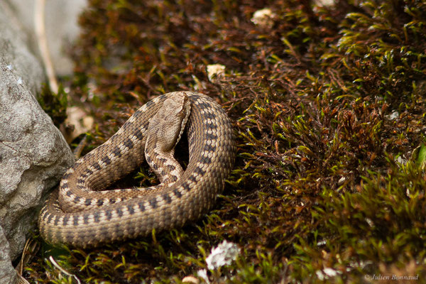 Vipère aspic de Zinniker – Vipera aspis zinnikeri (Kramer, 1958), (Linnaeus, 1758), (Etsaut (64), France, le 27/04/2022)