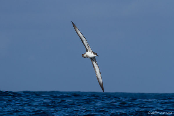 Puffin majeur – Ardenna gravis (O'Reilly, 1818), (Saint-Jean-de-Luz (64), France, le 05/10/2019)