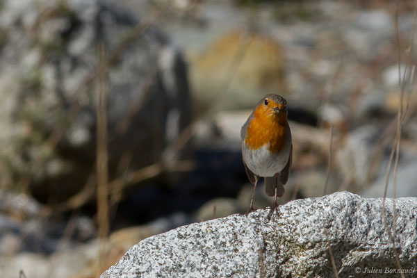 Rougegorge familier — Erithacus rubecula (Linnaeus, 1758), (Cauterets (65), France, le 30/03/2018)
