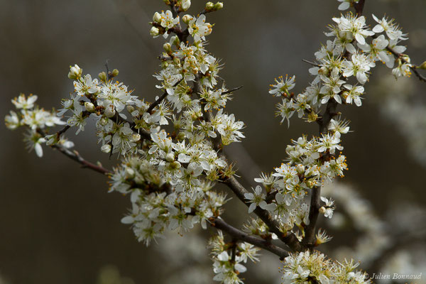 Prunellier — Prunus spinosa L., 1753, (Braud-et-Saint-Louis (33), le 06/03/2018)