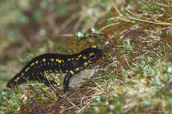 Salamandre tachetée — Salamandra salamandra fastuosa (Schreiber, 1912)