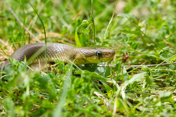 Couleuvre d'Esculape — Zamenis longissimus (Laurenti, 1768)