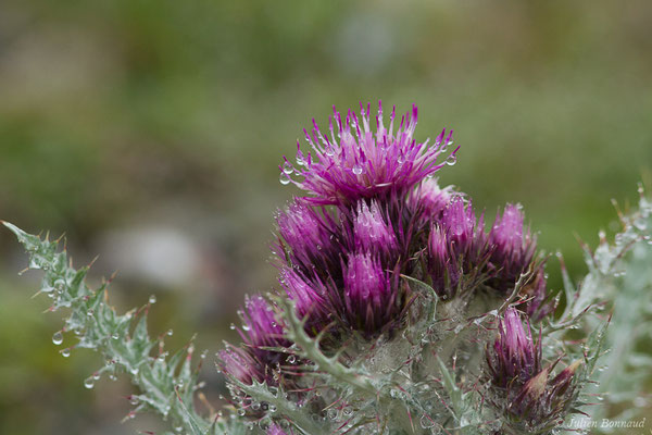 Chardon fausse-Carline — Carduus carlinoides Gouan, 1773