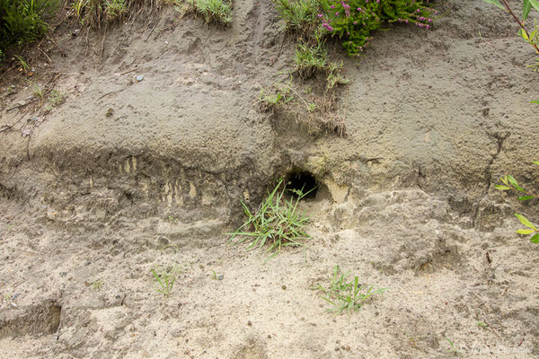 Lapin de garenne — Oryctolagus cuniculus (Linnaeus, 1758)