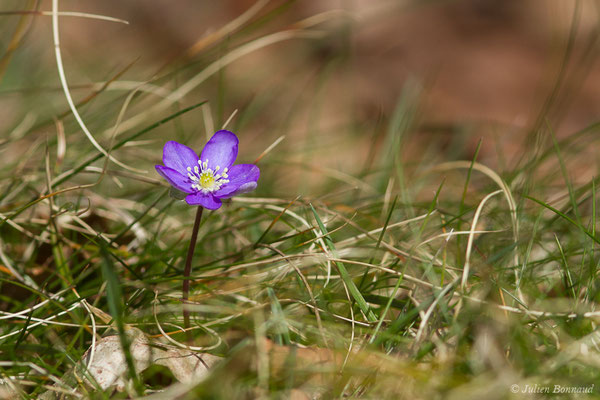 Anémone hépatique — Hepatica nobilis Schreb., 1771