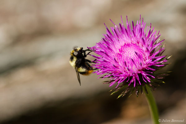 Volucelle bourdon (Volucella bombylans) (Le Bastan de Sers, Sers (65), France, le 29/06/2018)