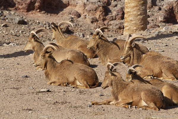 Mouflon à manchettes – Ammotragus lervia (Pallas, 1777), (Oasis Park, Fuerteventura, (Iles Canaries, Espagne), le 16/02/2022)
