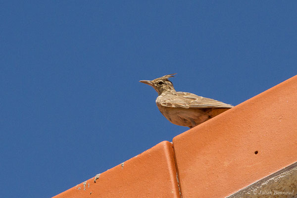 Cochevis huppé — Galerida cristata (Linnaeus, 1758), (Castille-et-León, Espagne, le 01/08/2020)