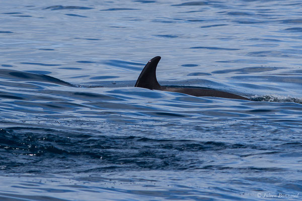 Orque ou Épaulard – Orcinus orca (Linnaeus, 1758), (Saint-Jean-de-Luz (64), France, le 05/10/2019)