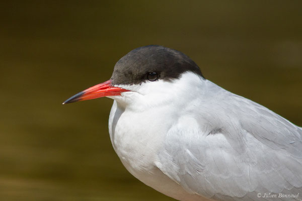 Sterne pierregarin — Sterna hirundo Linnaeus, 1758, (Par animalier des Pyrénées, Argelès-Gazost (65), France, le 30/05/2021)