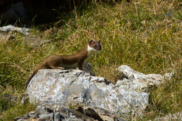 Hermine – Mustela erminea Linnaeus, 1758, (Lac d'Anglas, Gourette (64), France, le 30/09/2018)