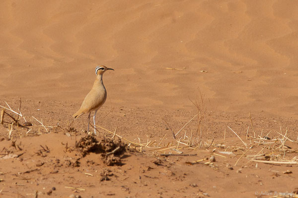 Courvite isabelle — Cursorius cursor (Latham, 1787), (Parc national d'Iriqui (Souss-Massa-Draâ, Guelmim-Es Semara), Maroc, le 12/02/2023)
