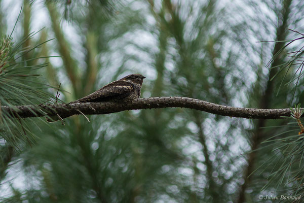 Engoulevent d'Europe – Caprimulgus europaeus Linnaeus, 1758, (mâle adulte) (Monségur (40), France, le 12/05/2020)
