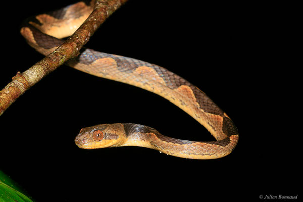 Leptodeire annelée — Leptodeira annulata (Linnaeus, 1758), (Kaw, Guyane, le 12/12/2014)