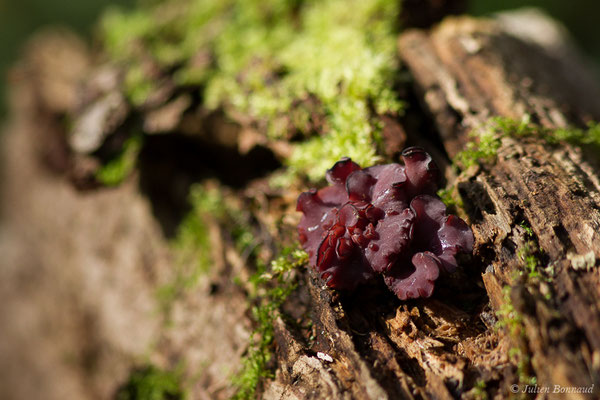 (Ascocoryne cylichnium) (Bedous (64), France, le 21/10/2020)