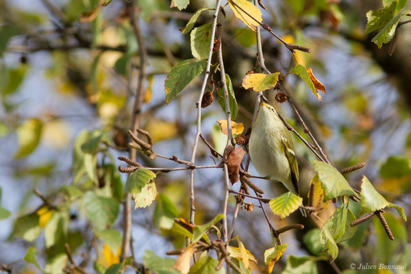 Pouillot à grands sourcils (Phylloscopus inornatus) (Hélioparc, Pau (64), France, le 18/12/2018)