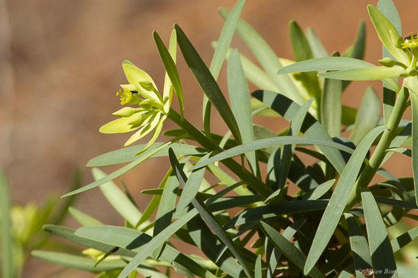 Euphorbe du Roi Juba — Euphorbia regis-jubae Webb et Bert., 1847, (Fuerteventura, (Iles Canaries, Espagne), le 13-20/02/2022)